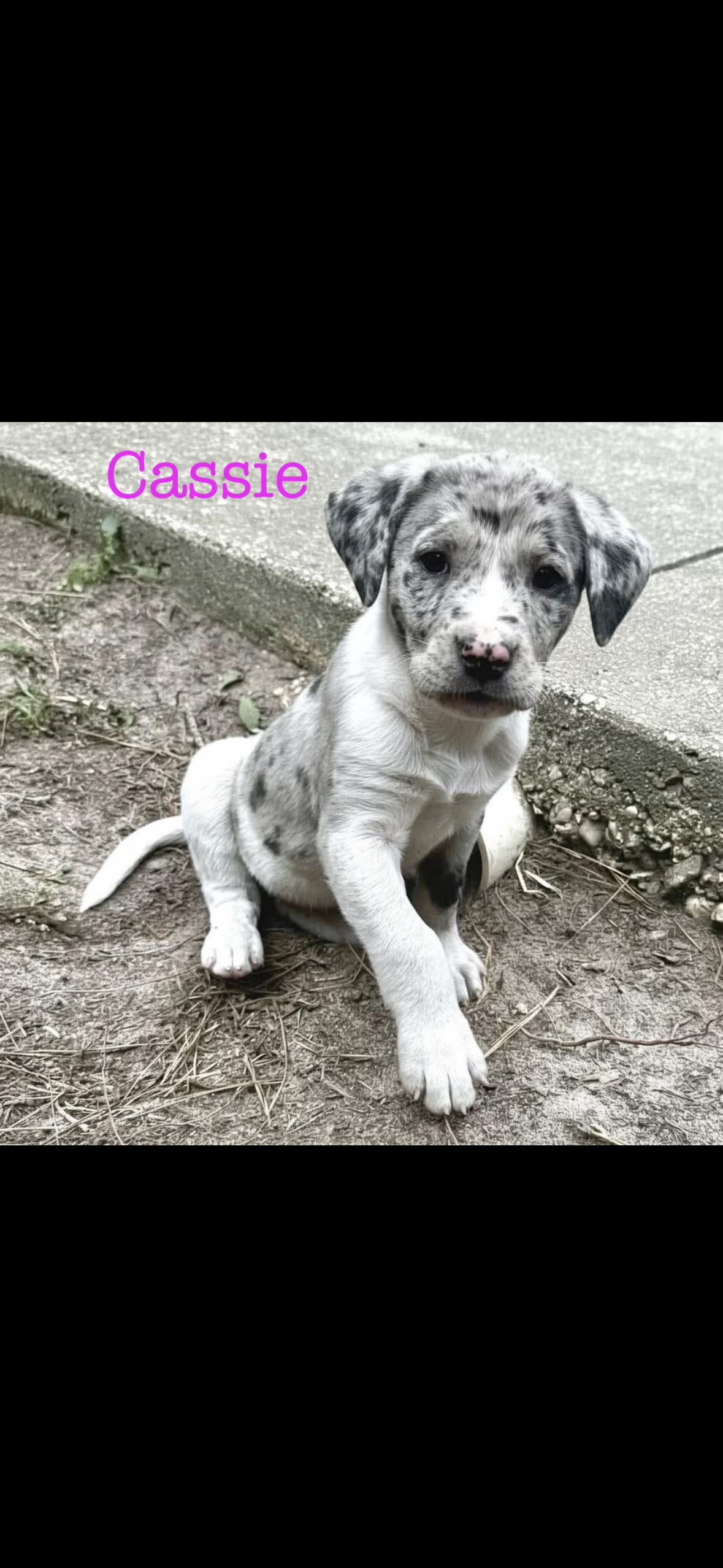 Cassie, Adoptable, Puppy Female Catahoula Leopard Dog.