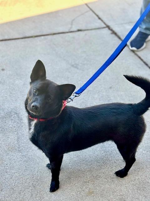 Dukki in Wisconsin, Adult Male Corgi