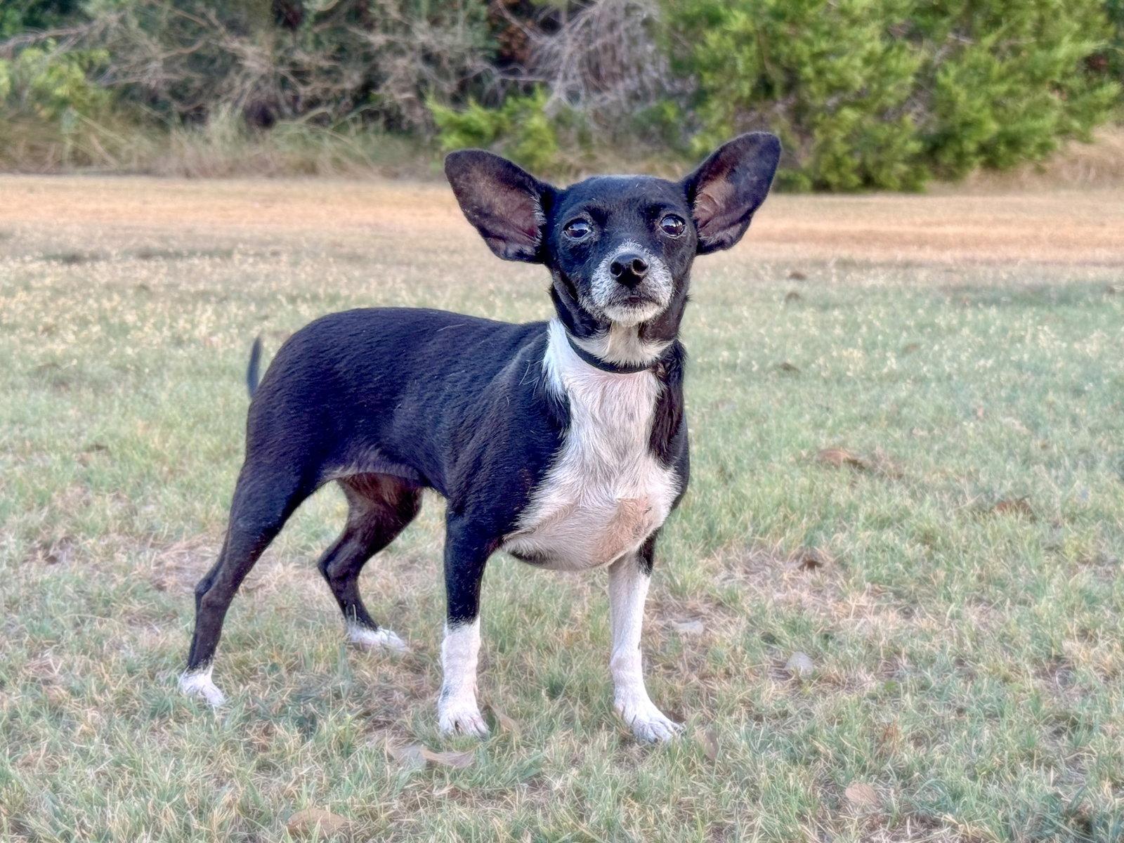 Hailey, Adoptable, Adult Female Chihuahua.