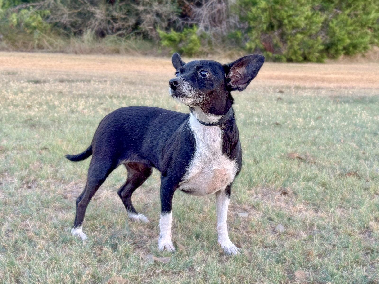 Enlarge Hailey, a Adoptable Chihuahua in Helotes, TX image 2/3