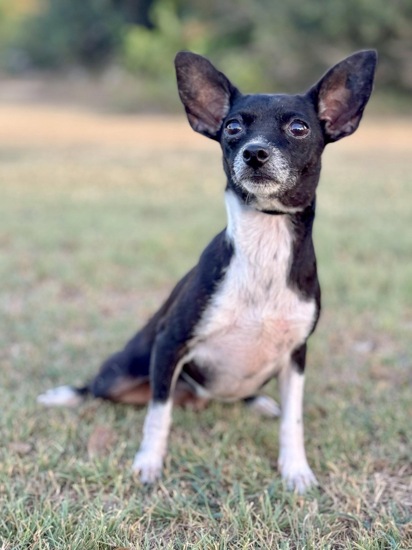 Enlarge Hailey, a Adoptable Chihuahua in Helotes, TX image 3/3