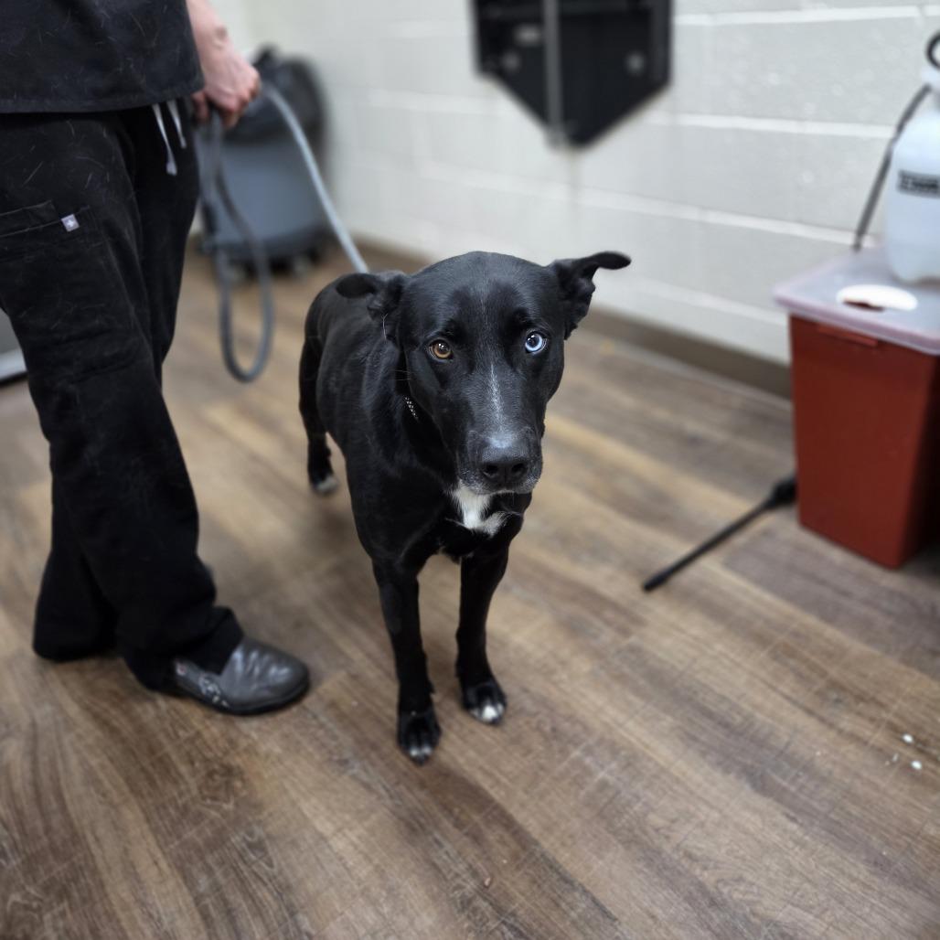 Noel, Adoptable, Adult Female Retriever & Border Collie.
