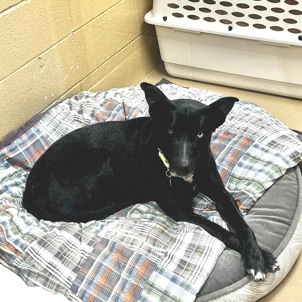 Enlarge Noel, a Adoptable mixed breed in Incline Village, NV image 2/2