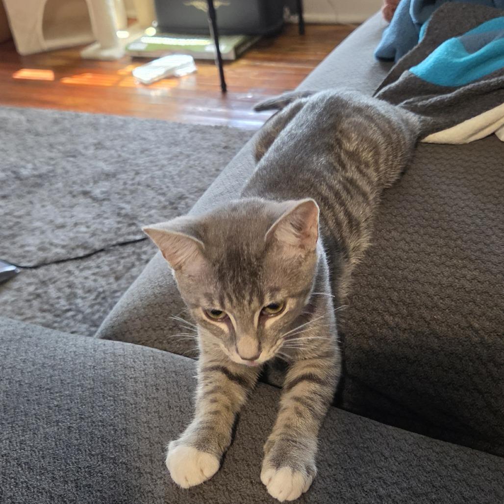 Kirk, Adoptable, Young Female Domestic Short Hair.