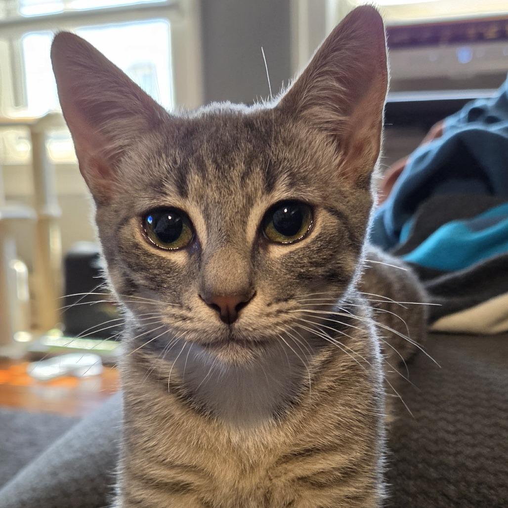 Enlarge Kirk, a Adoptable Domestic Short Hair in Galveston, TX image 2/3
