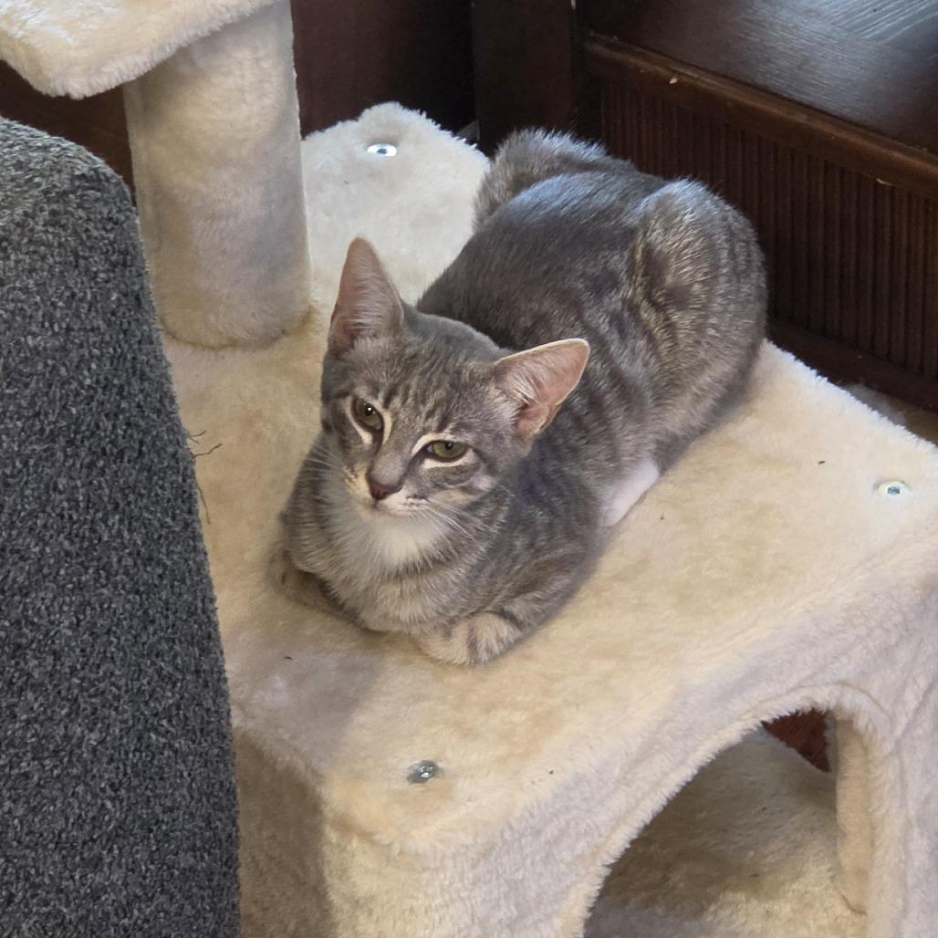 Enlarge Kirk, a Adoptable Domestic Short Hair in Galveston, TX image 3/3