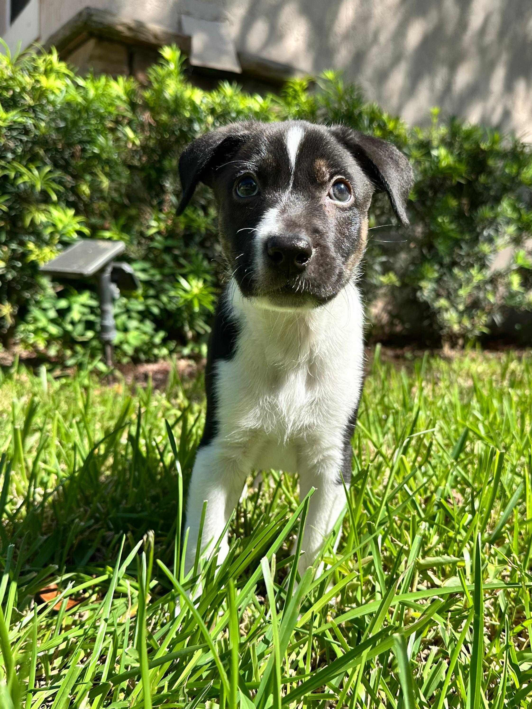 Enlarge Spark, a Adoptable mixed breed in Sunrise, FL image 3/4