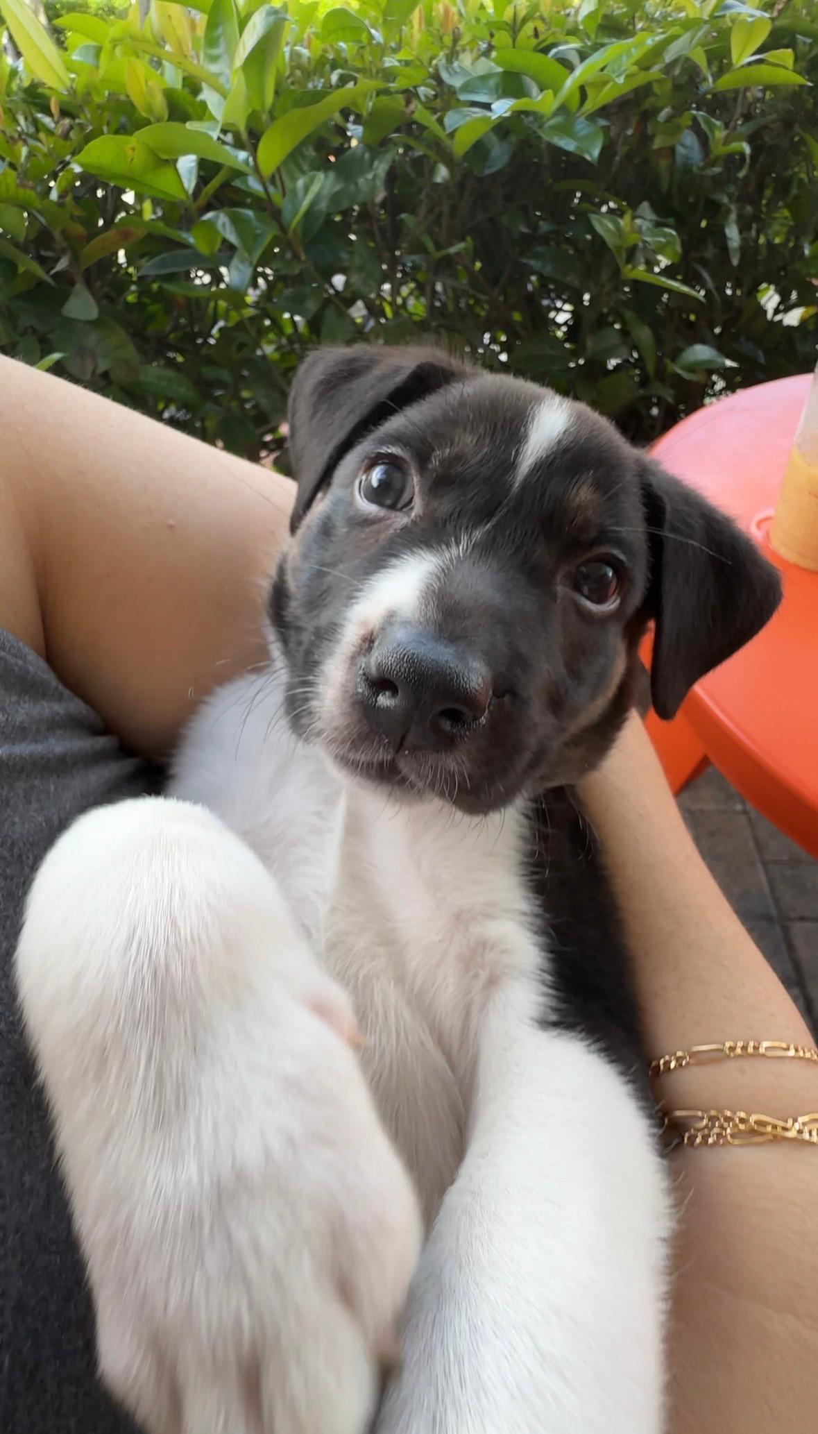 Enlarge Spark, a Adoptable mixed breed in Sunrise, FL image 2/4