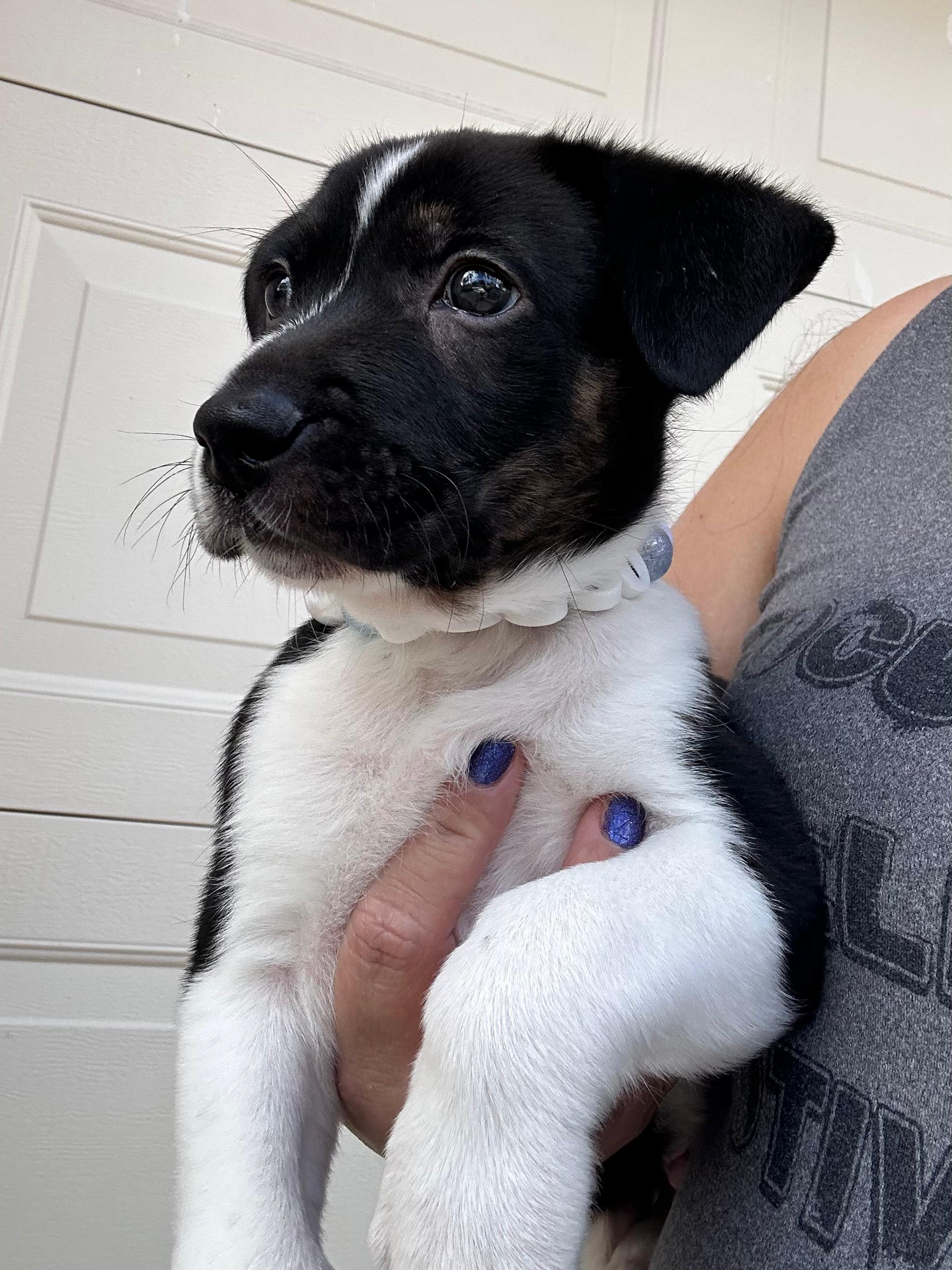 Enlarge Spark, a Adoptable mixed breed in Sunrise, FL image 4/4