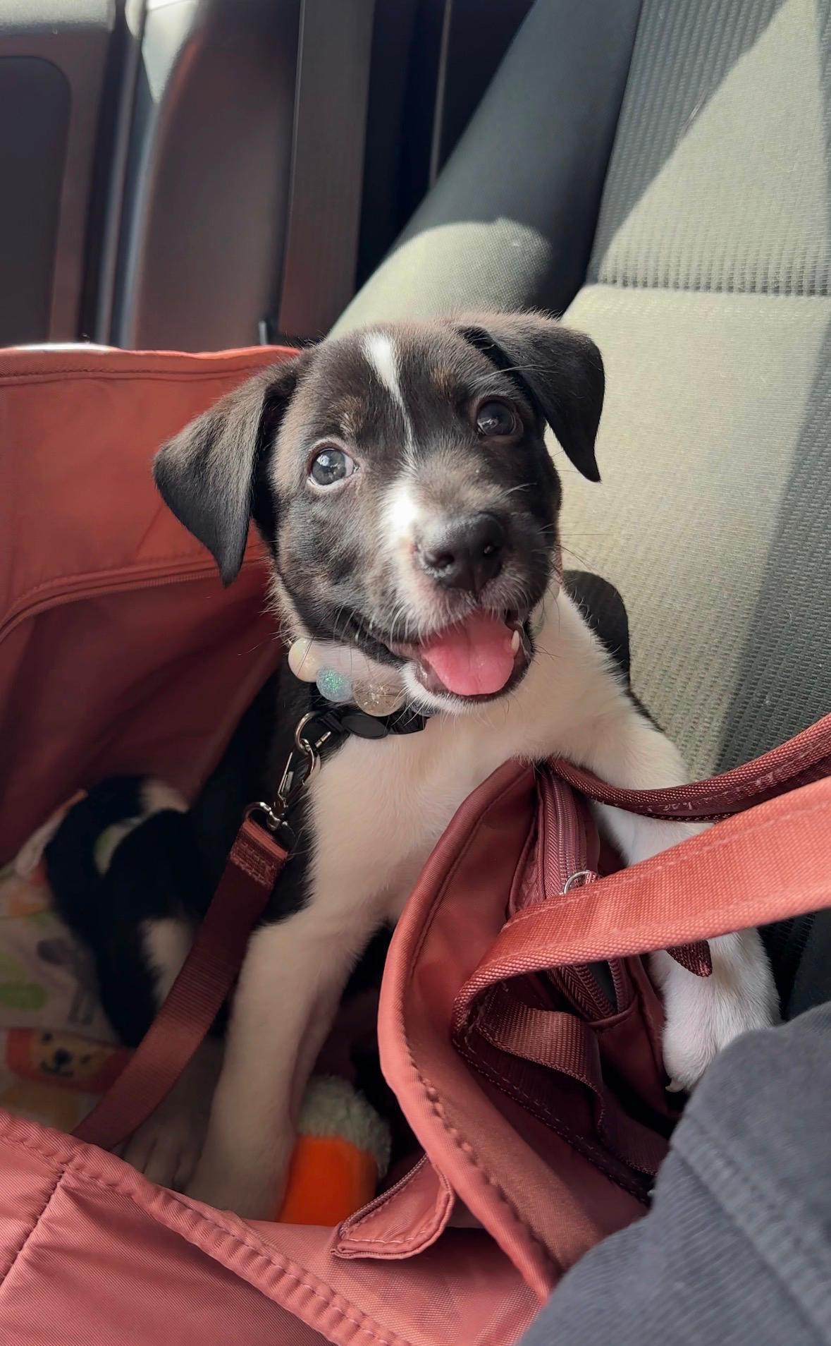 Spark, Adoptable, Puppy Male Pit Bull Terrier & German Shepherd Dog.