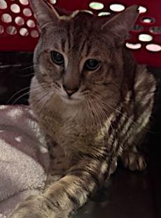 Rosemary, Adoptable, Adult Female Domestic Short Hair.