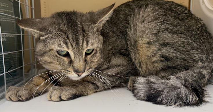Rosemary, a Adoptable Domestic Short Hair in Keswick, ON image 2/3