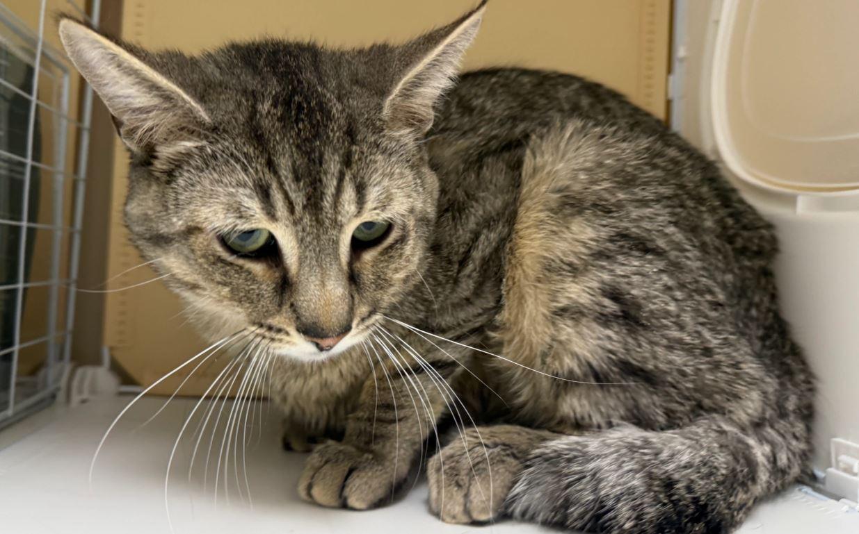 Rosemary, a Adoptable Domestic Short Hair in Keswick, ON image 3/3