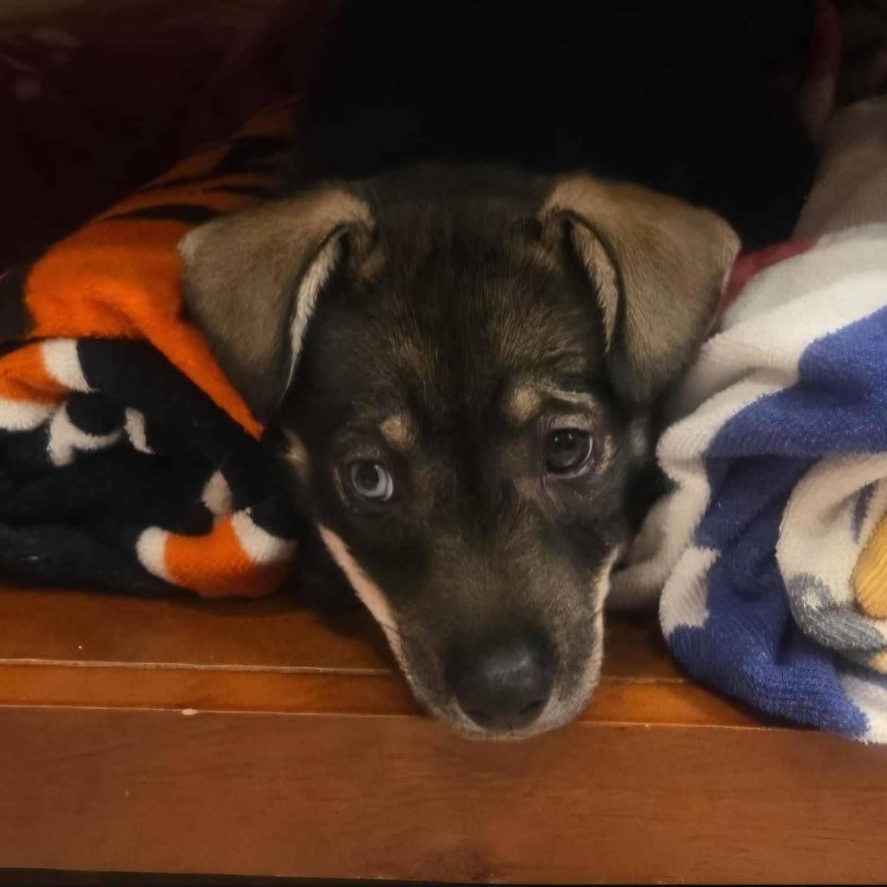 Enlarge Everest, a Adoptable mixed breed in Marengo, IL image 2/6