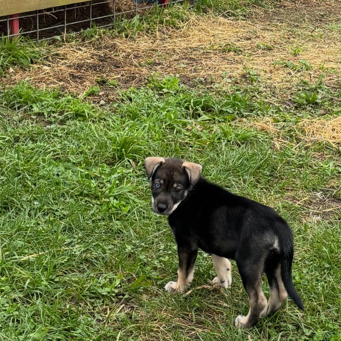 Enlarge Everest, a Adoptable mixed breed in Marengo, IL image 5/6