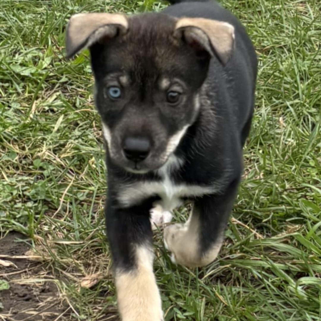 Enlarge Everest, a Adoptable mixed breed in Marengo, IL image 1/6