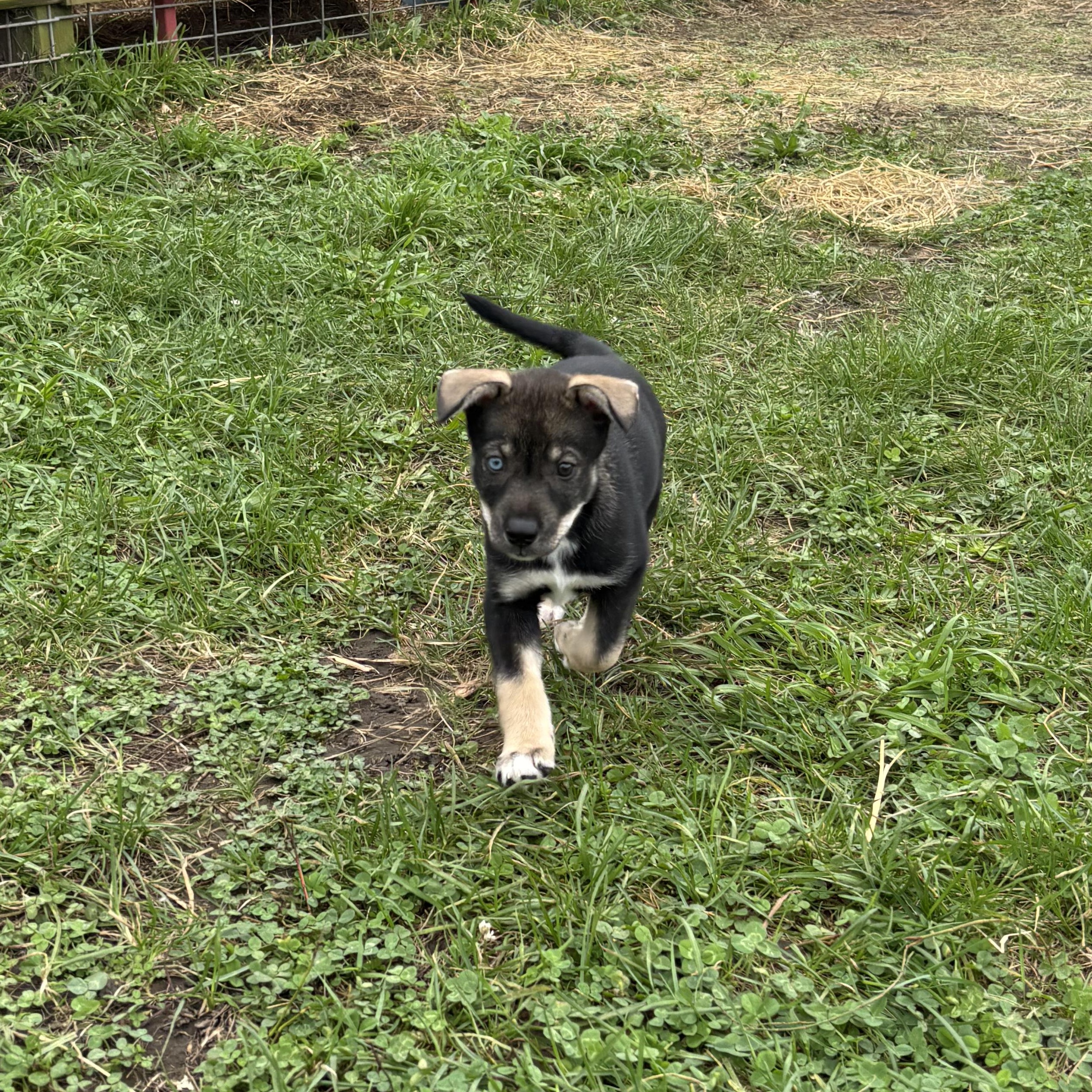 Enlarge Everest, a Adoptable mixed breed in Marengo, IL image 4/6
