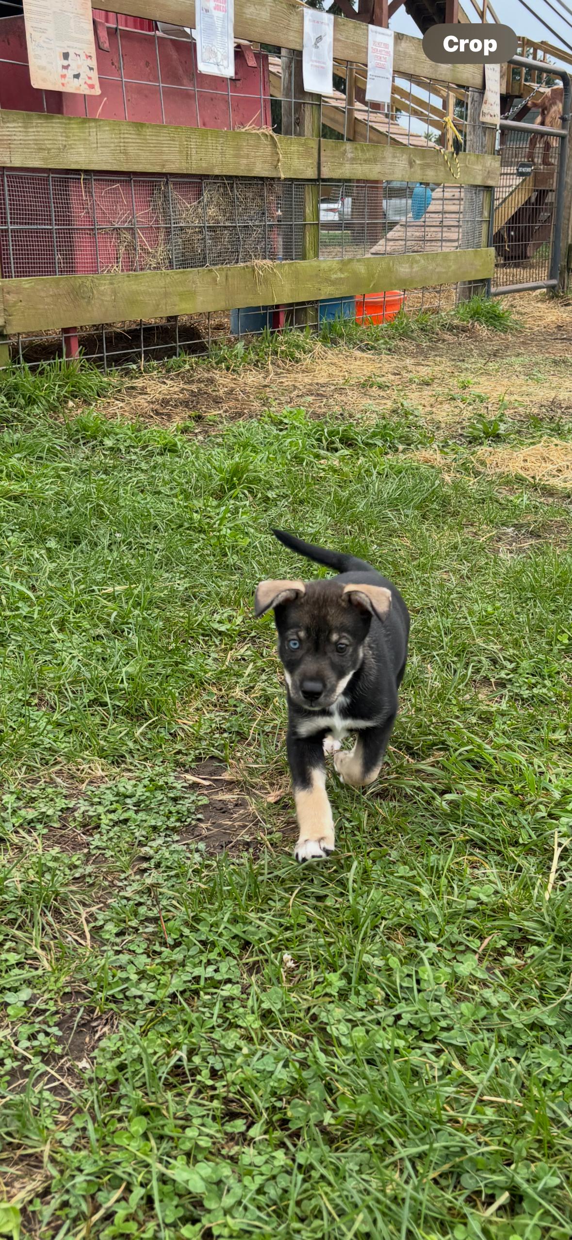 Enlarge Everest, a Adoptable mixed breed in Marengo, IL image 6/6