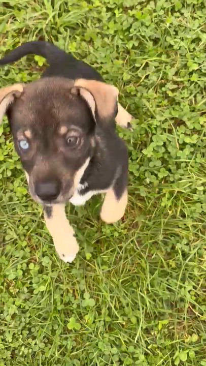 Enlarge Everest, a Adoptable mixed breed in Marengo, IL video 3/6