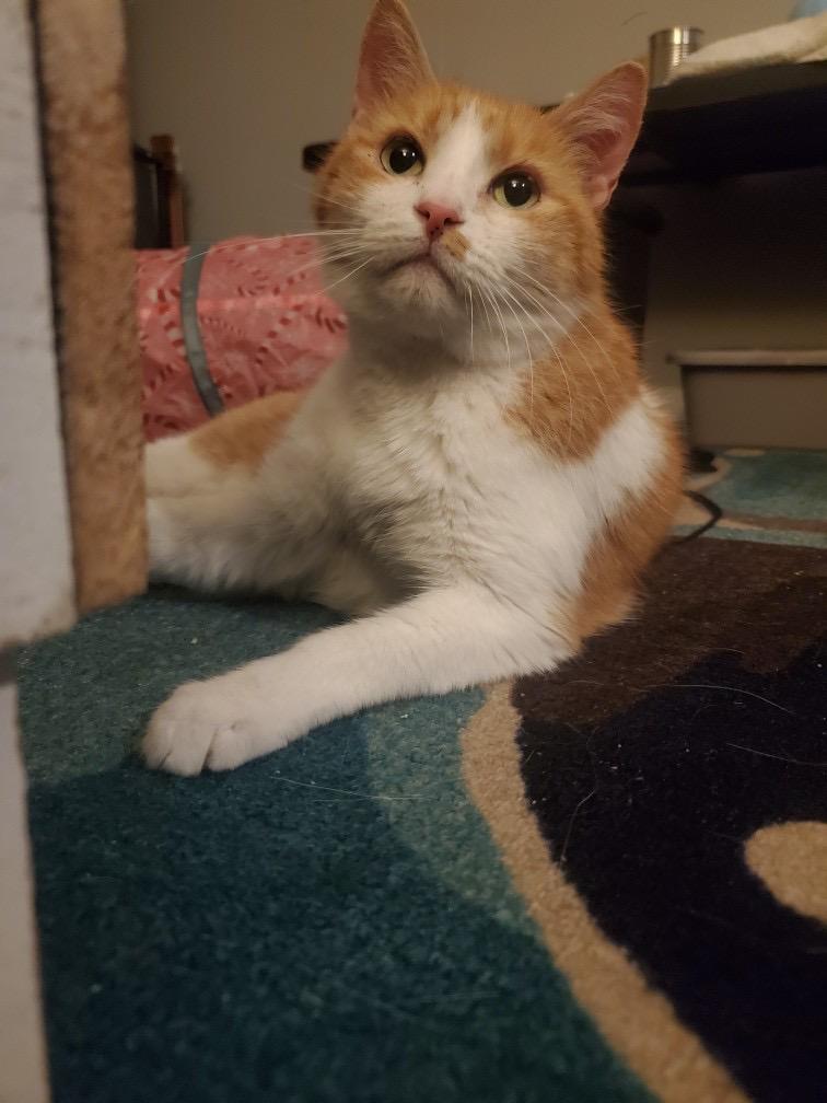 Enlarge Archie, a hold American Shorthair in Norwood, MA image 4/4