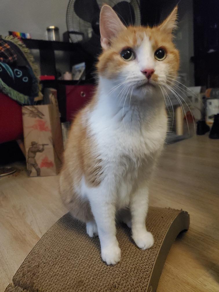 Archie, Adoptable, Senior Male American Shorthair.