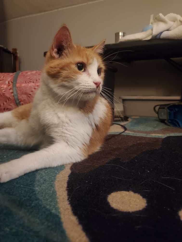 Enlarge Archie, a hold American Shorthair in Norwood, MA image 3/4