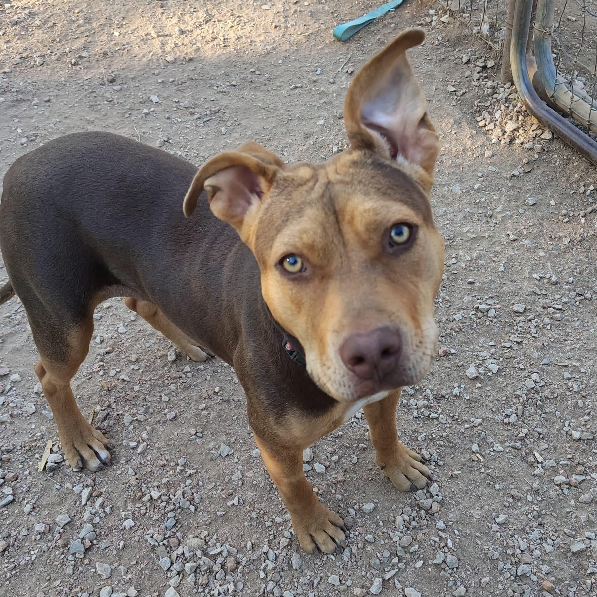 Enlarge Bugs, a Adopted American Staffordshire Terrier in Marble Falls, TX image 2/2