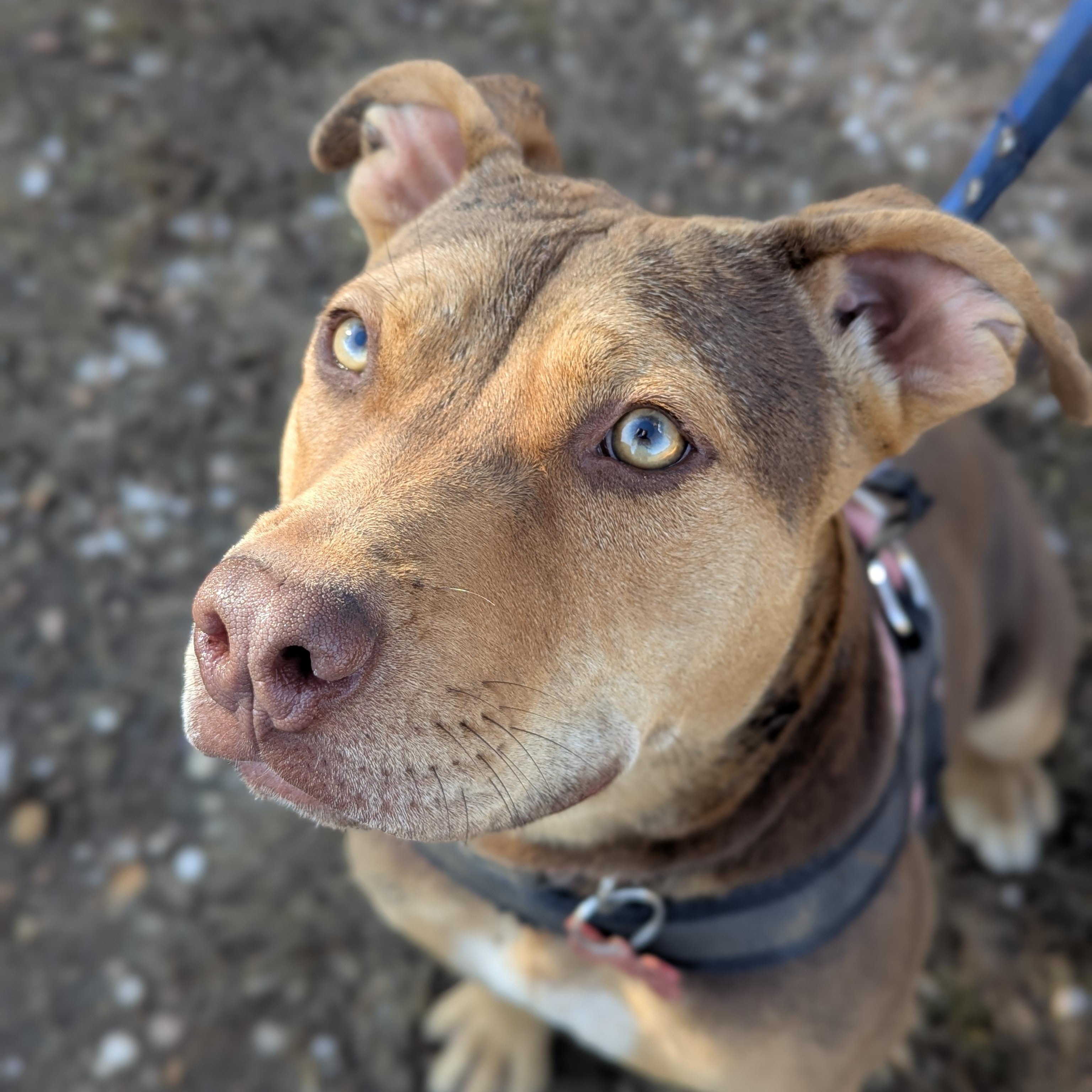 Bugs, Adopted, Adult Female American Staffordshire Terrier.