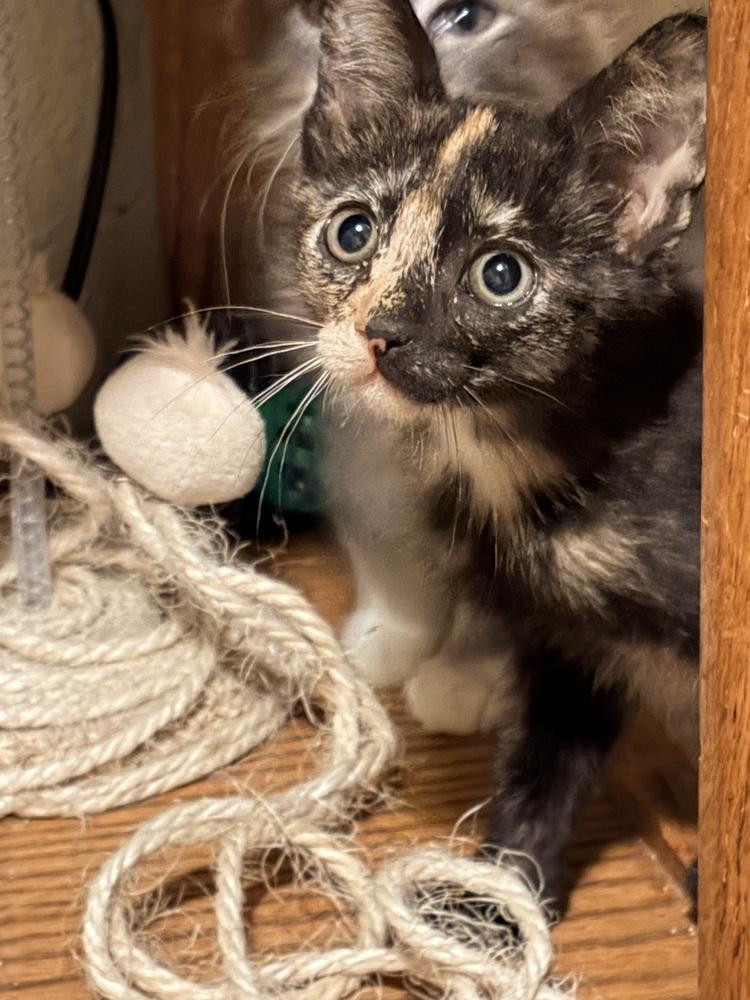 Kushina, Adoptable, Kitten Female Domestic Short Hair.