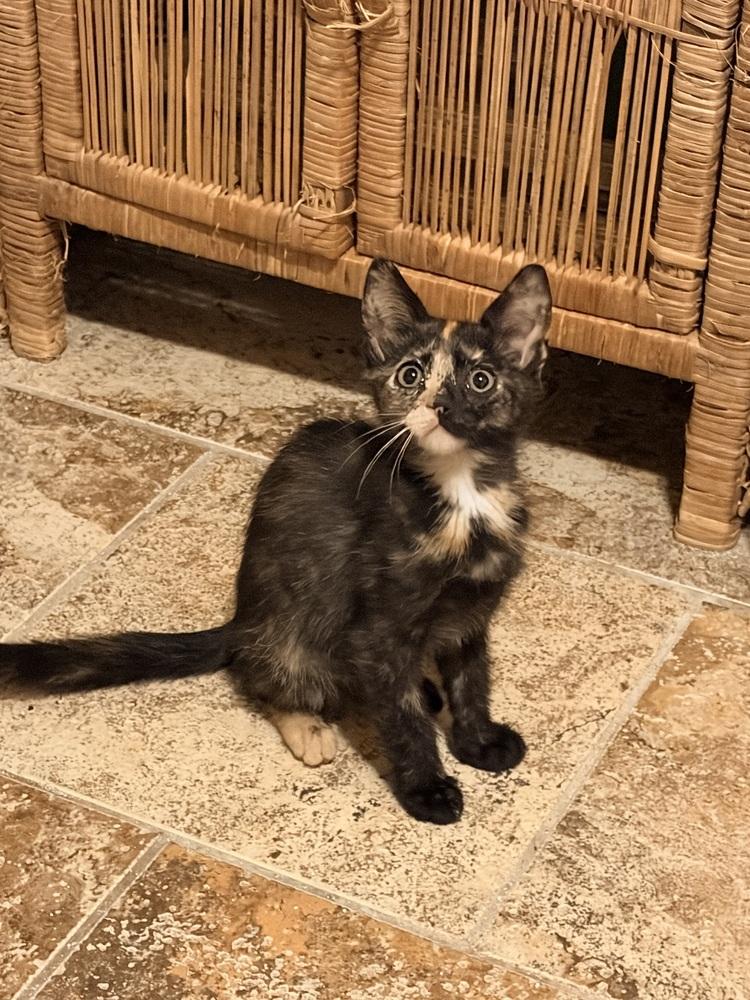 Kushina, a Adoptable Domestic Short Hair in Oakdale, CA image 2/2