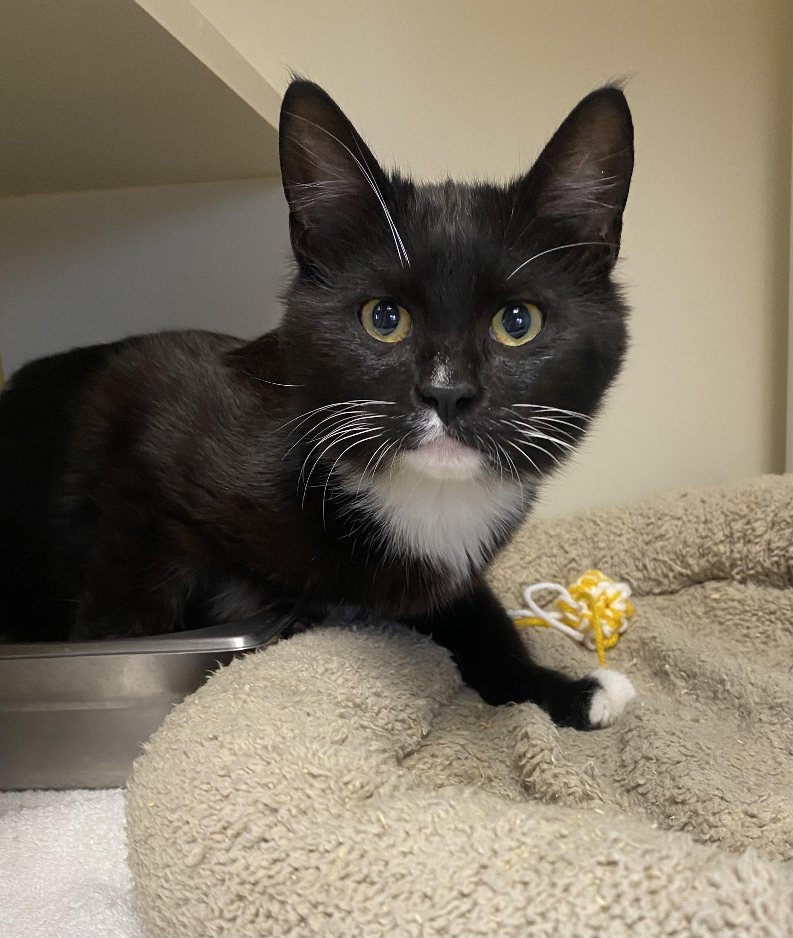 Enlarge Frankie Forklift , a ADOPTABLE Domestic Short Hair in Somerset, NJ image 1/2
