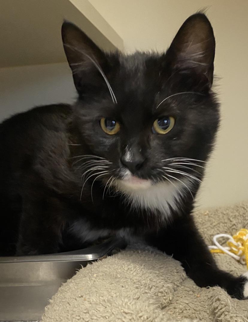 Enlarge Frankie Forklift , a ADOPTABLE Domestic Short Hair in Somerset, NJ image 2/2