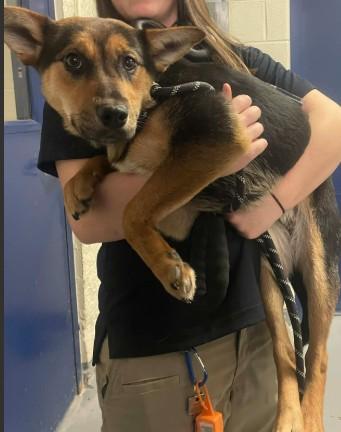 Violet, ADOPTABLE, Puppy Female Cattle Dog & Shepherd.