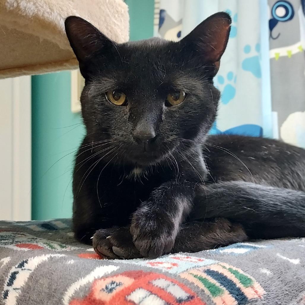 Thomas, Adoptable, Adult Male Domestic Short Hair.