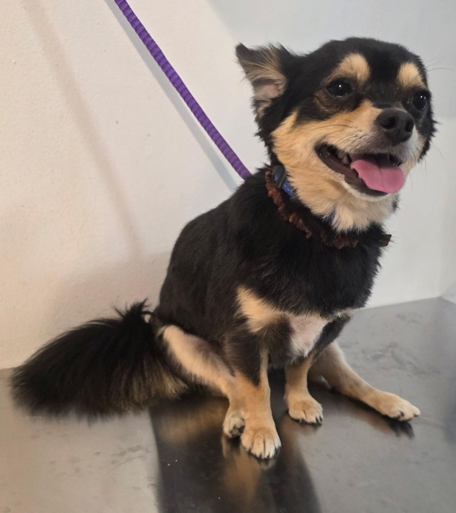 Tiger, an adoptable Chihuahua in New York, NY image 6/6