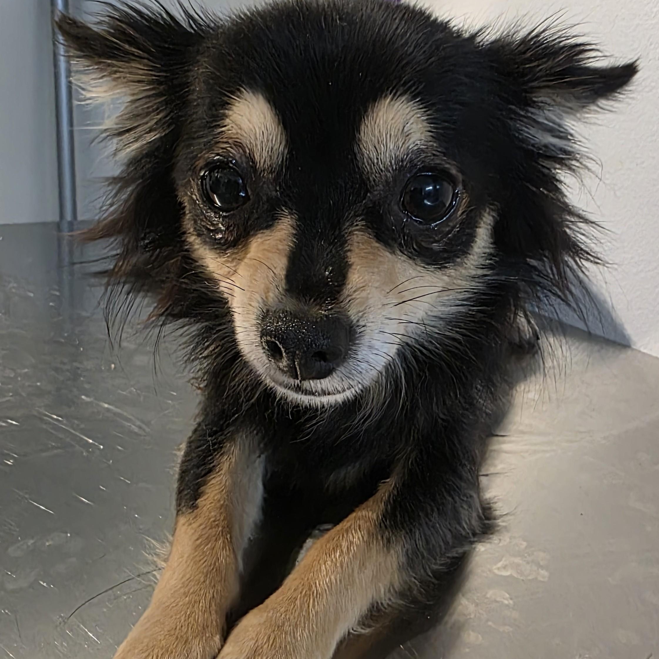 Tiger, an adoptable Chihuahua in New York, NY image 3/6