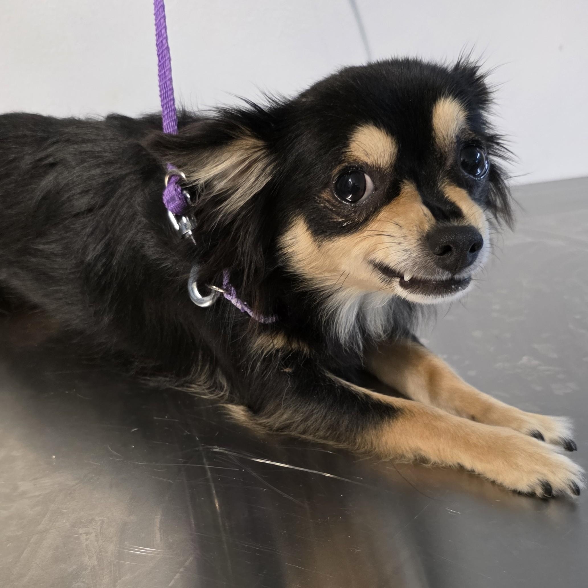 Tiger, an adoptable Chihuahua in New York, NY image 4/6