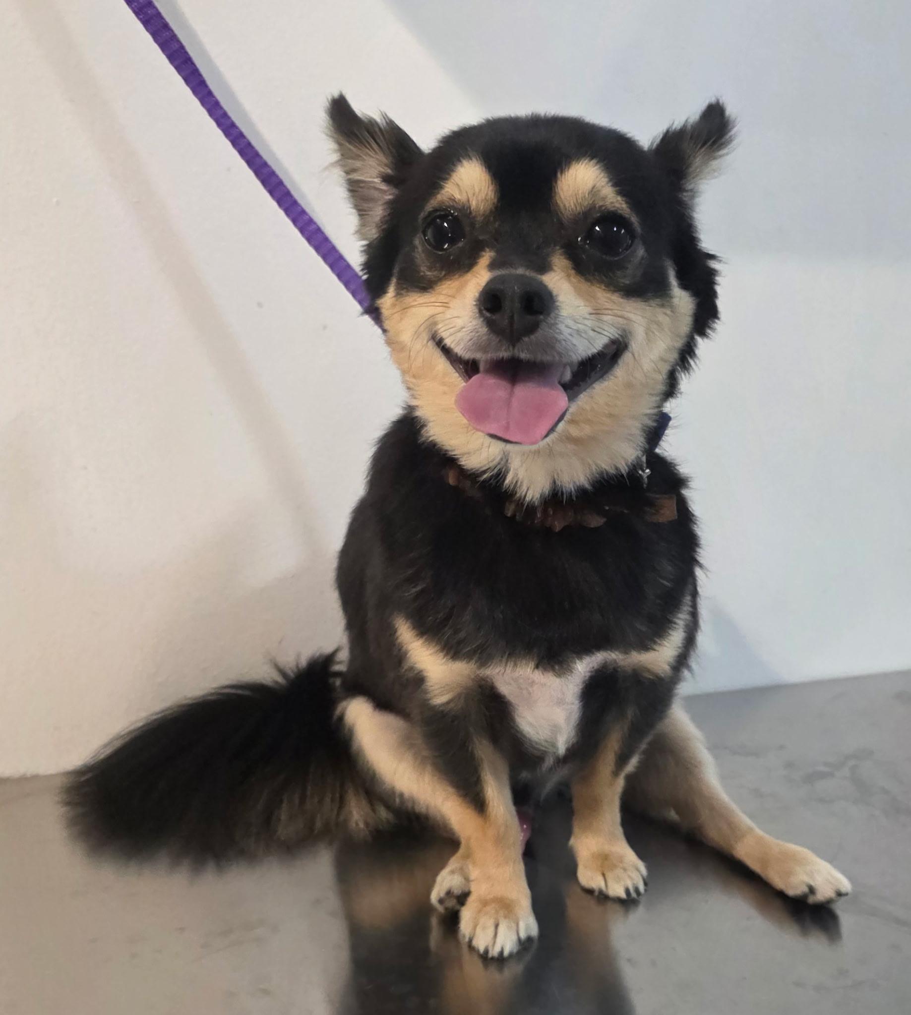 Tiger, adoptable, Young Male Chihuahua.