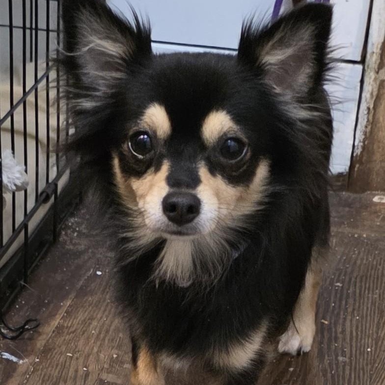 Tiger, an adoptable Chihuahua in New York, NY image 5/6