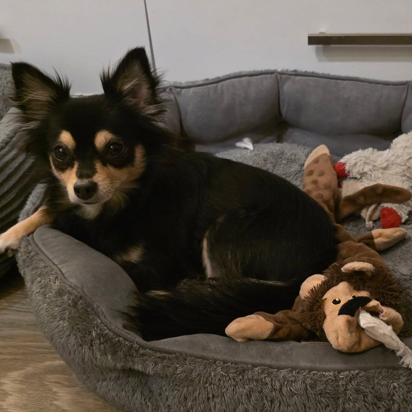 Tiger, an adoptable Chihuahua in New York, NY image 2/6