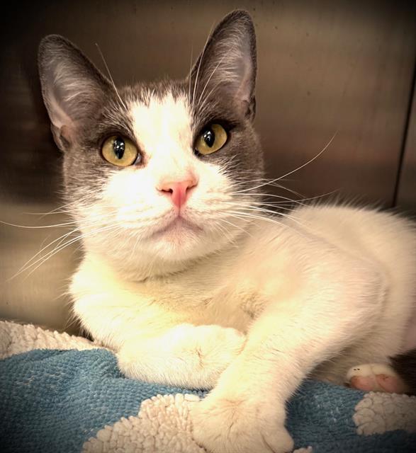 LILA*, Adoptable, Young Female Domestic Short Hair.