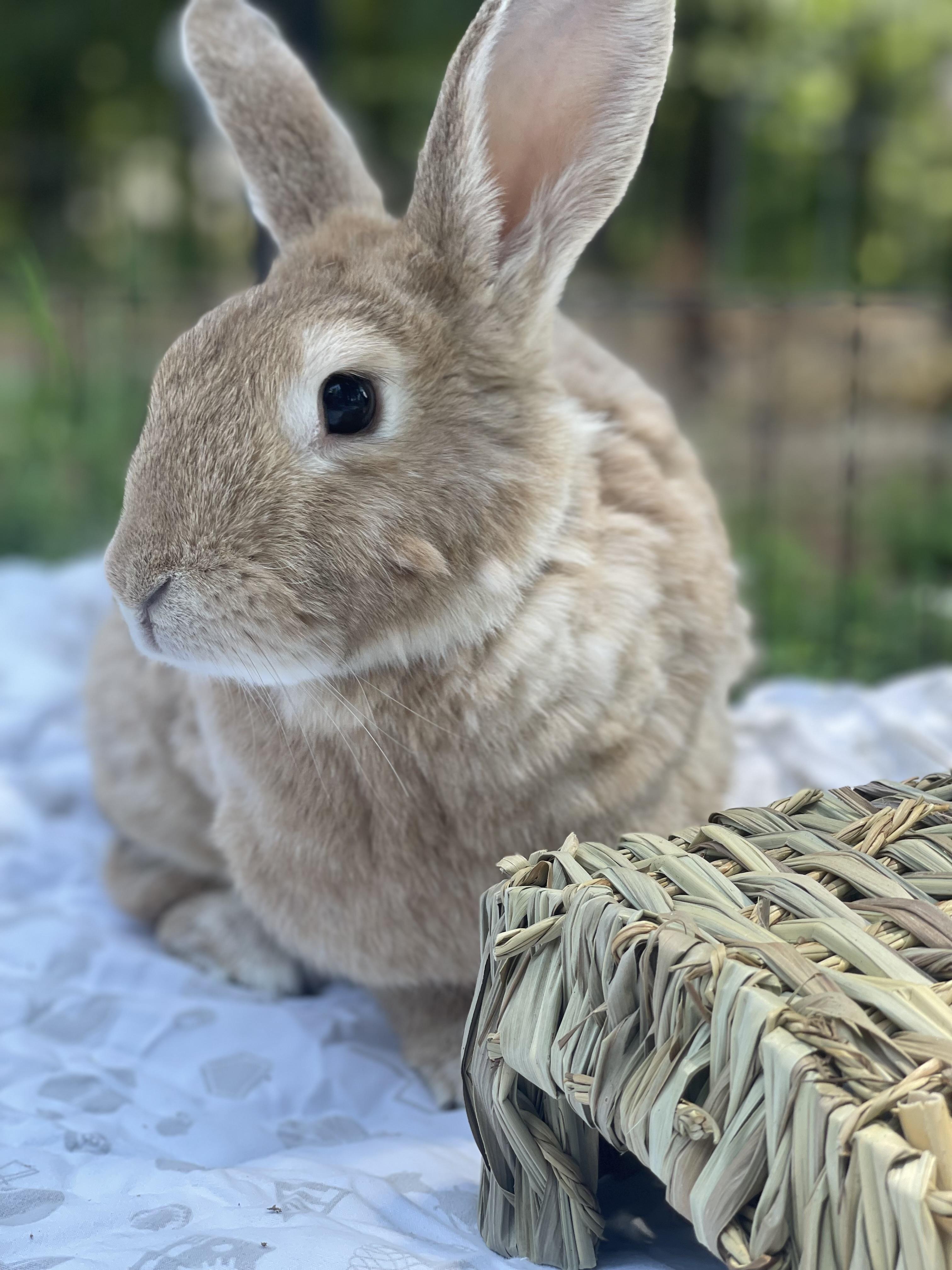 Subbu, Adoptable, Senior Female Bunny Rabbit.