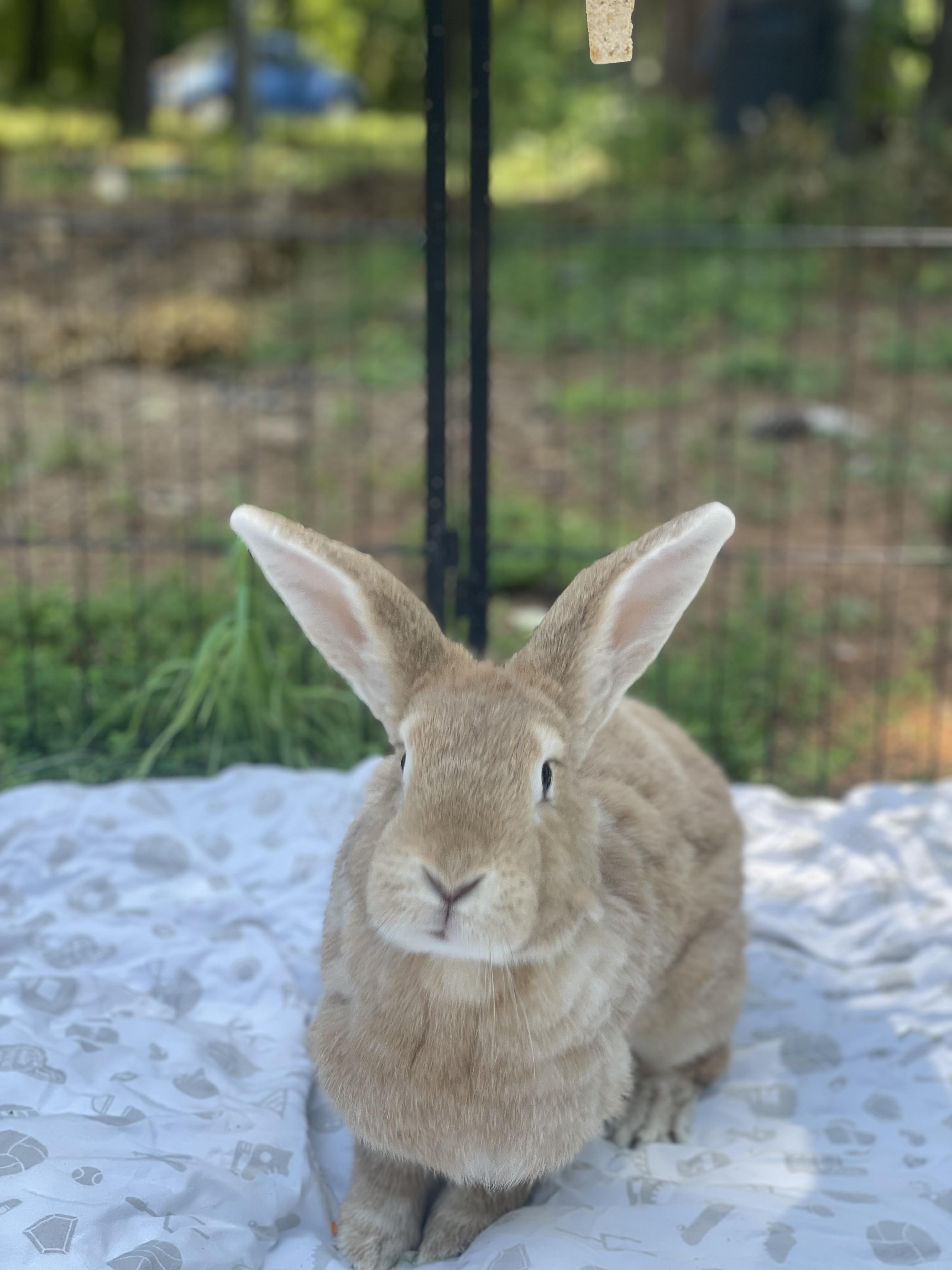 Subbu, a Adoptable Bunny Rabbit in Oxford, GA image 2/4