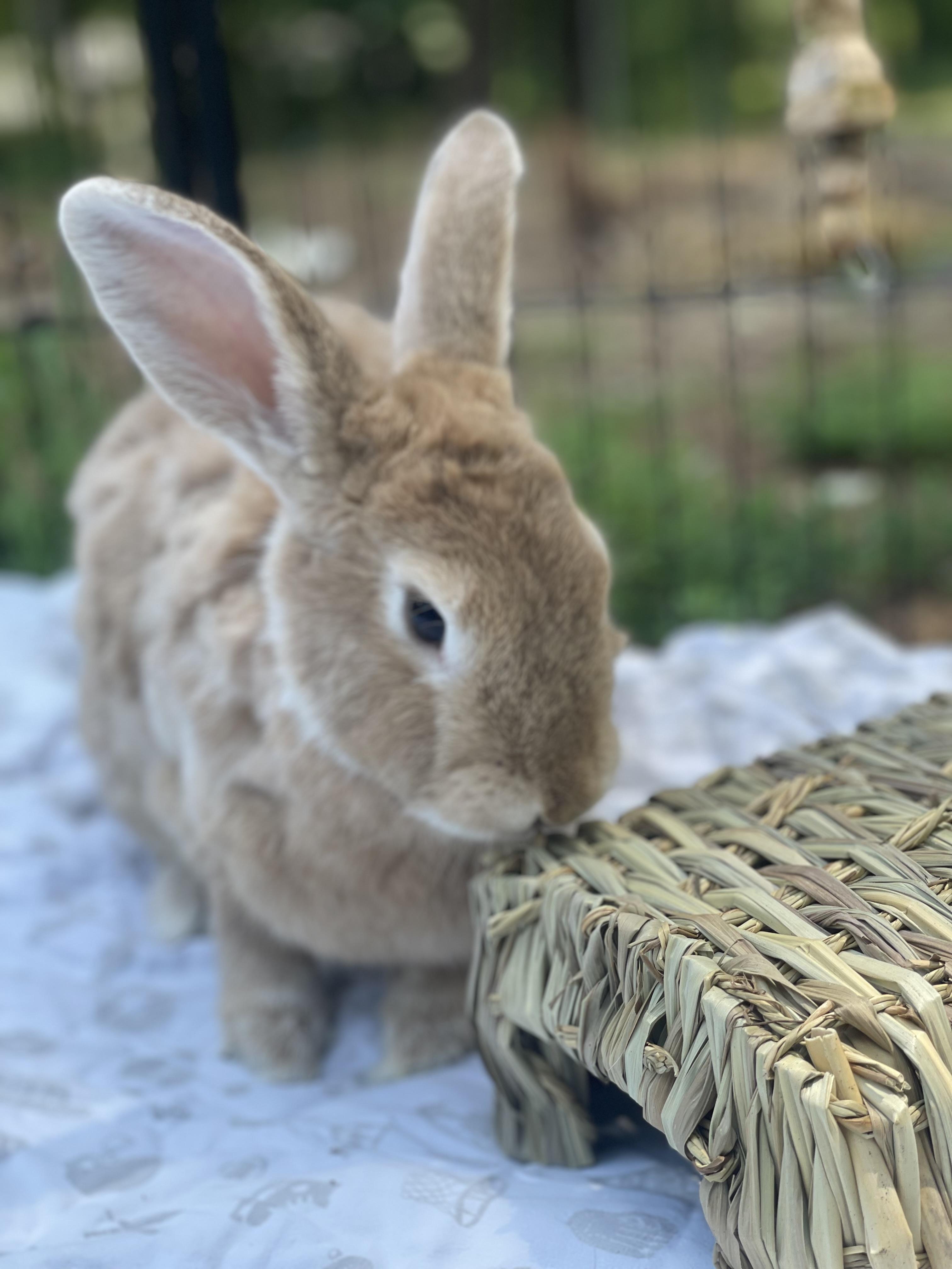 Subbu, Adoptable, Senior Female Bunny Rabbit.