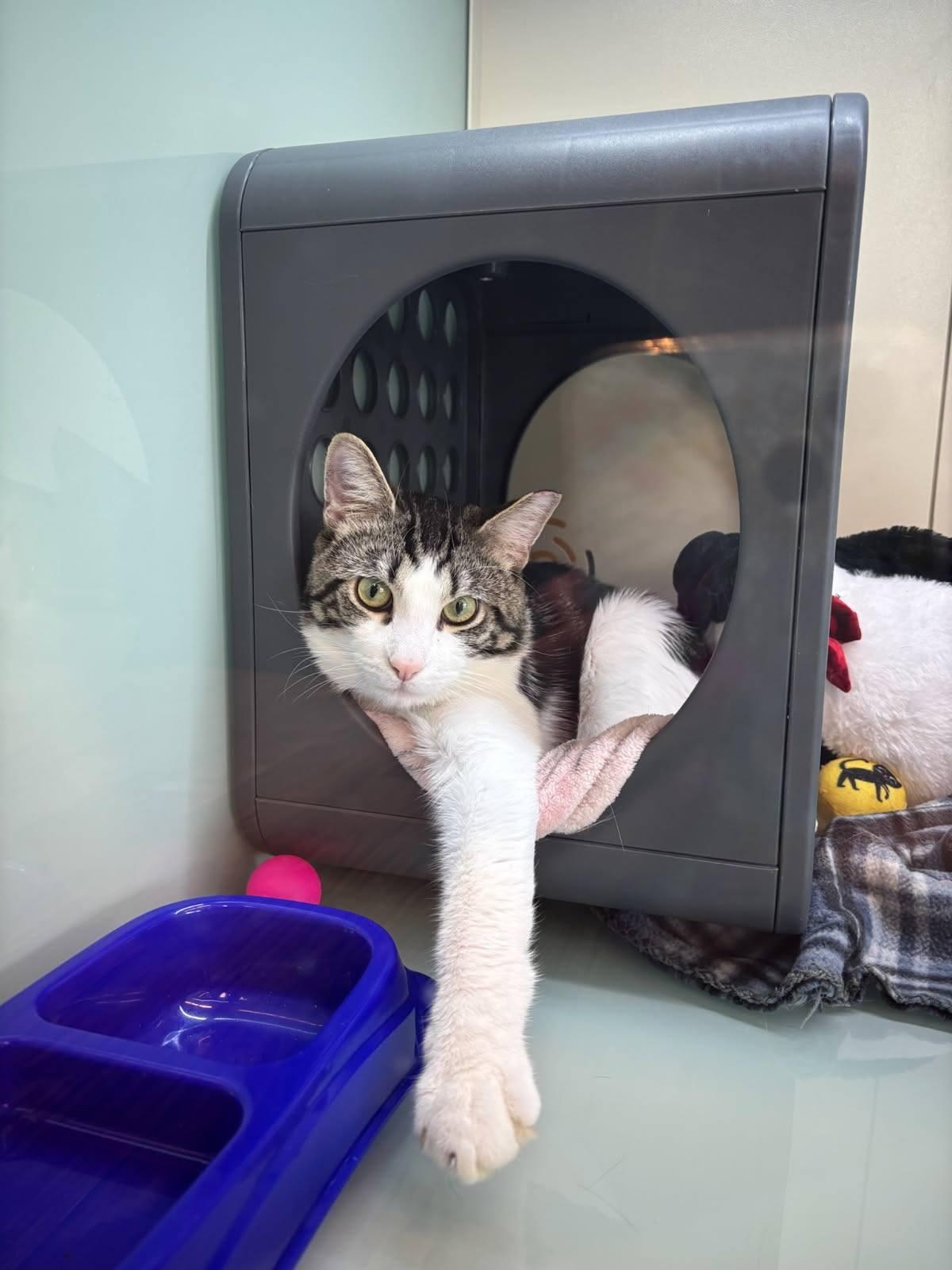 Zane, ADOPTABLE, Adult Male Domestic Short Hair.