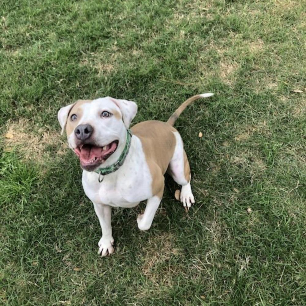 BELLA, Adoptable, Young Female Boxer & American Staffordshire Terrier.