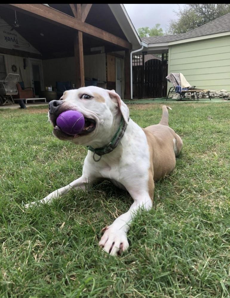Enlarge BELLA, a Adoptable mixed breed in Richmond, TX image 2/6