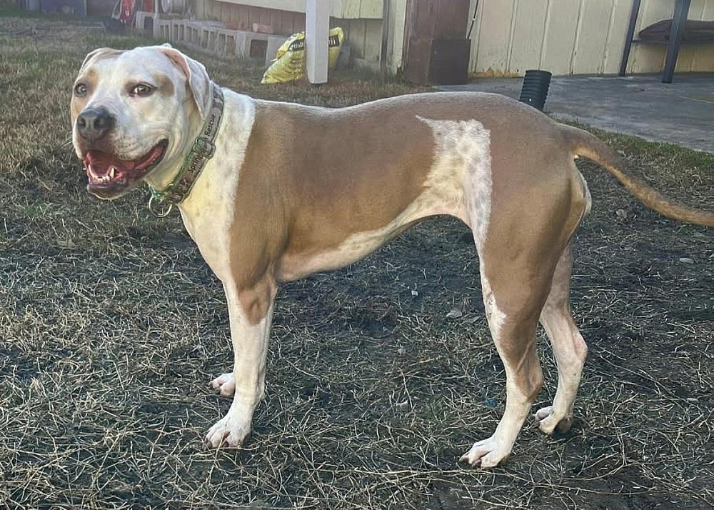 Enlarge BELLA, a Adoptable mixed breed in Richmond, TX image 3/6