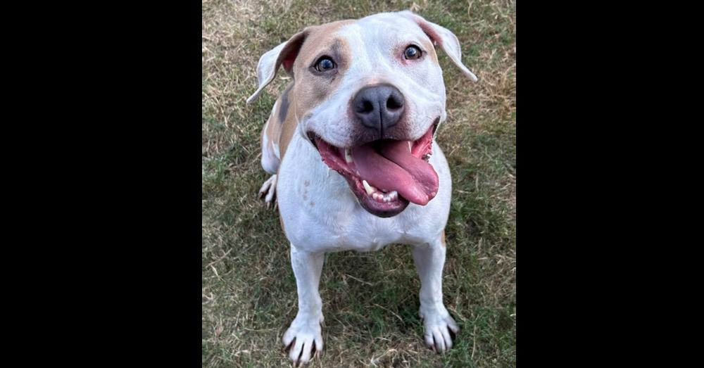 Enlarge BELLA, a Adoptable mixed breed in Richmond, TX image 6/6