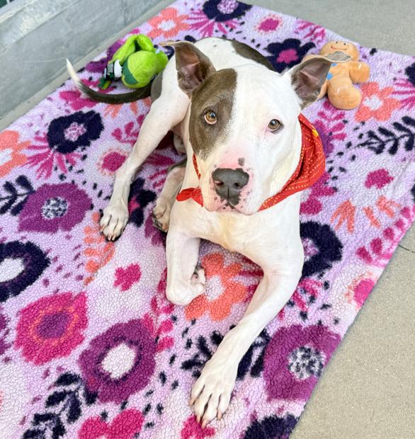 Ace, Adoptable, Senior Male Pit Bull Terrier.